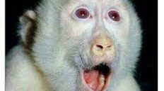 삼화초63 제주산탈출