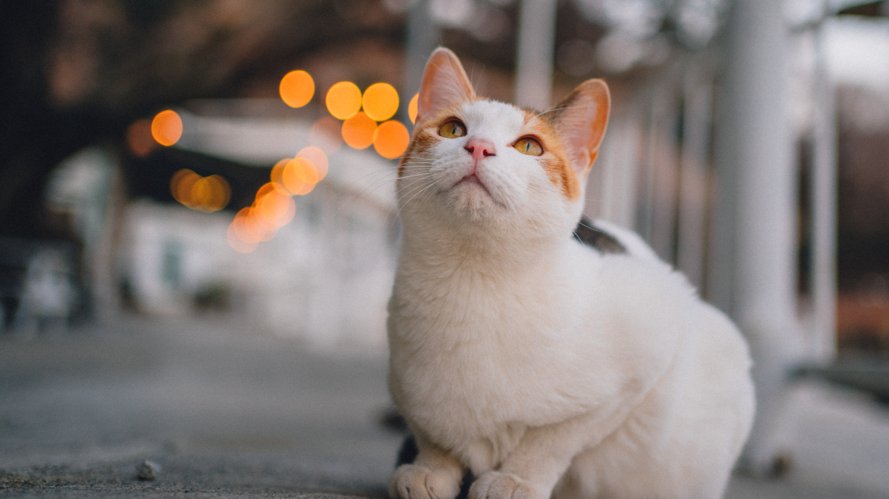 [제주체크인] 채채