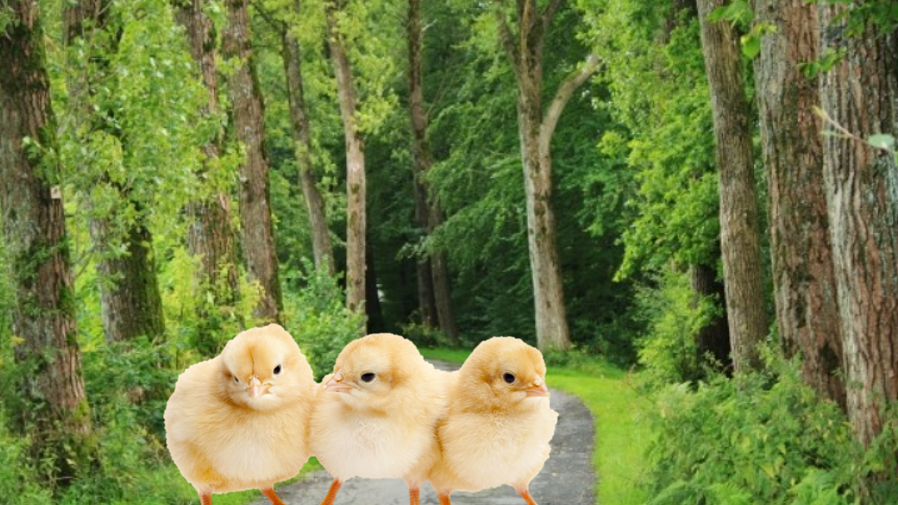 [디지털새싹SDG] 미래에서 온 메시지_삐약이