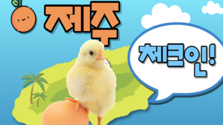 제주체크인!_삐약이