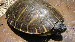 내본계 바꾼다 친추 할꺼면 vvzi존킹왕짱큐티뽀짝거북이v 한테 친추해라