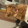 Imagen de perfil