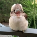 Imagen de perfil