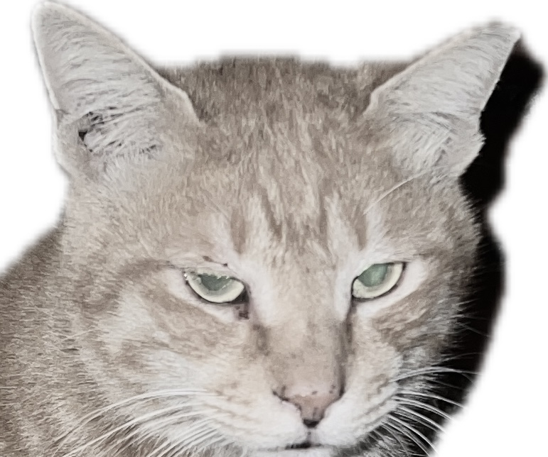 유저 프로필 이미지