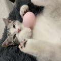 Imagen de perfil