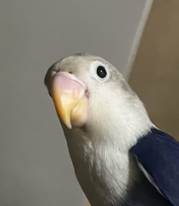 Imagen de perfil