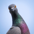 Imagen de perfil